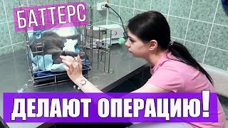 НАШЕЙ КОШЕЧКЕ ДЕЛАЮТ ОПЕРАЦИЮ