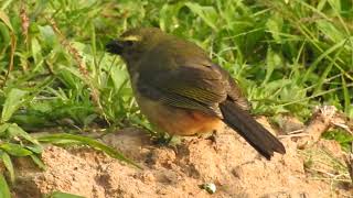 Pepitero Gris (Saltator coerulescens) juvenil