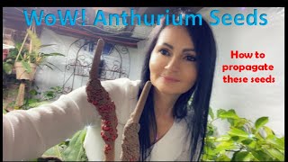 Planting Anthurium Seeds