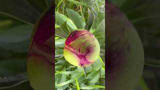 Ants helping to open the Peonies plants