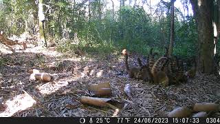 coatis nossa floresta bando lindo  24jun23 15hrs 07minutos  DSCF0304