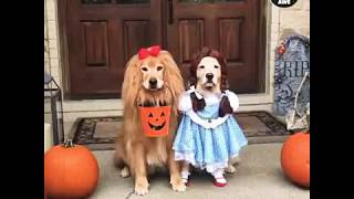 DISFRACES PARA PERROS Y GATOS  DIVERTIDOS HALLOWEEN 2020