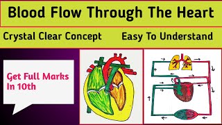 Blood Flow Through Heart | Blood Circulation