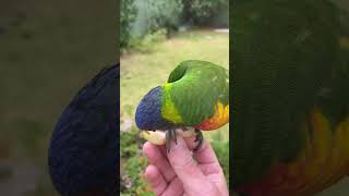 Cute Young Rainbow Lorikeet  🌈🦜😋🍏 #lorikeet #rainbowlorikeet #cutebirds #birdsounds #wildbirds