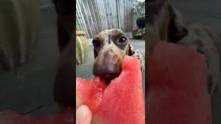 Sausage Snacktime: A Dachshund's Joyful Watermelon Delight. 🍉🐾