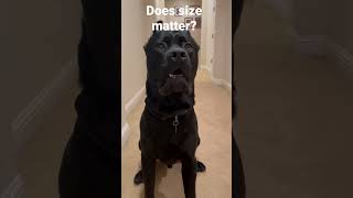 Does Size really matter? #canecorso #italianmastiff  #funny