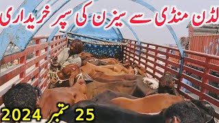 Ludden Cow Mandi Today Fresh Video Kato Qurbani Bachre Purchasing || Global Village Farming