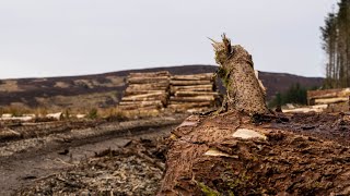 Springtime Nature Scenes and Sounds on the Isle of Arran