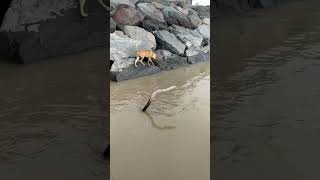 Anjing anjing pantai yang baik polos