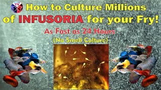 How to Culture Infusoria for Fish Fry