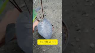 Colocasia Black Coral