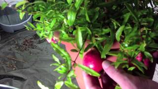 Fruiting dwarf pomegranate