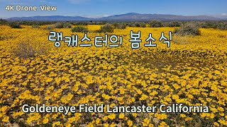 랭캐스터의 봄소식을 전해 드립니다 Goldeneye Field Lancaster California