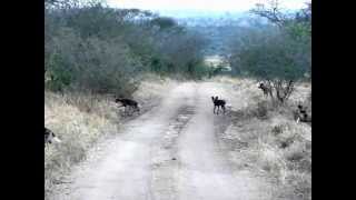 Safari Dogs Wild 216 ++++