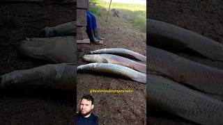 OS MAIORES QUE EU JÁ VI 😨 #viral #fishing #pescador #shortvideos #pescaria #pesca #viralvideos