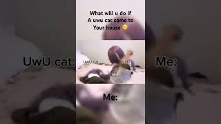 What will u do if a UwU cat came to your house me: