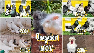 Best Quality New Fancy Pigeon lot Available | Pigeon market Kerala