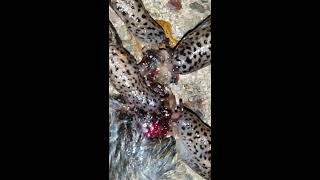 *Graphic Video* Slugs Eating A DJ