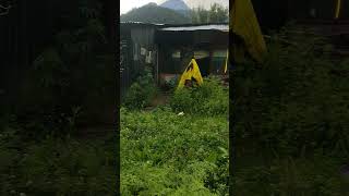 Tents in pulga parvati valley