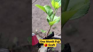 One Month Fuji Chip Bud Graft 🍎🇯🇲. #grafting #chipbud #appletrees