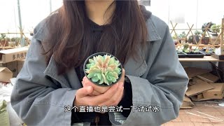 多肉植物之-梦琪的首次直播即将启程下午三点不见不散