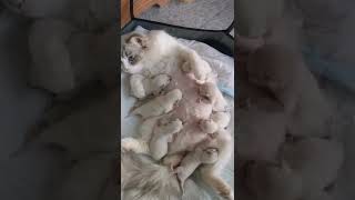 Funniest and Cutest baby's Cats 😍