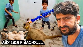 lion sy pyar aik bachy jasa 😍 dawood sheron wala 🐅 pet house vlog