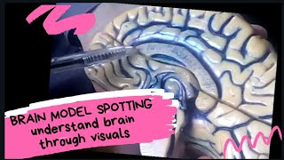 BRAIN model spotting | medial surface | Dr. M TAHA | Dr. HIRA | Dr.KHIZRA | human anatomy |medinject