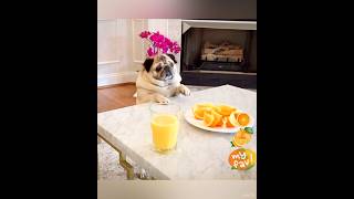 Cute Pug Dog 🐶 Love Oranges 🍊