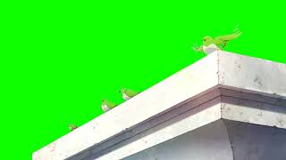 bird/ free green screen animation video