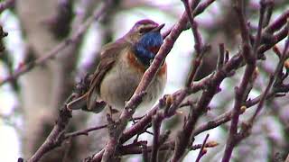 BLÅHAKE  Bluethroat  (Lucinia svrcica)  Klipp - 3411