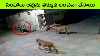 UNBELIEVABLE Animal Moments Ever Caught On Camera 5 | facts in telugu | bmc facts | Telugu facts