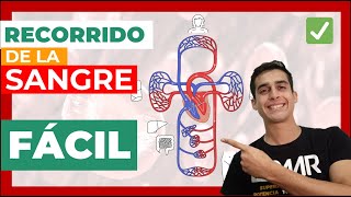 RECORRIDO DE LA SANGRE ✅ (Fácil) Circulación mayor y menor