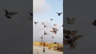 slow motion flying pigeons