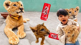 lion k lya empty cold drink 😍🐅 (pet house vlog) dawood sheron wala