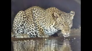 2 visits from the Female Leopard at Lentorre