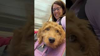 Day In The Life Of A Goldendoodle Breeder #dayinthelife #puppylove #puppies