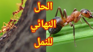 وصفه طبيعيه للتخلص من النمل والحشرات