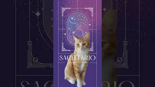 #rio e l'Oroscogatto di oggi #sagittarius  |  #catlife #catlovers #catlover