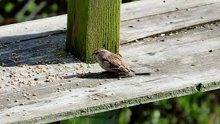 Hungry American Tree Sparrow Searching For a Snack