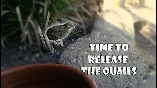 Quails Released In Their New Home