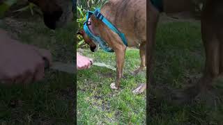 Cute puppy gets a hose bath