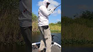 Everglades Largemouth Bass Crushes my Spro Frog! #shorts