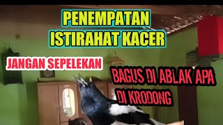 PENTING |TEMPAT ISTIRAHAT KACER SETELAH DI RAWAT