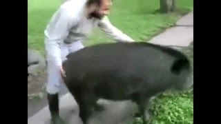 Hog.Avi