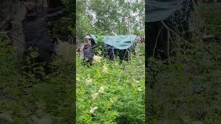 #survival #forest_stories #bushcraft #camping #shorts #yutubeshorts