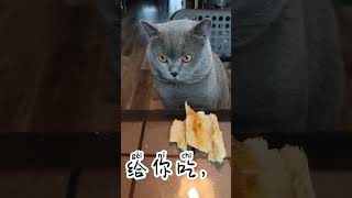 吧 baThis is a modal partial used at the end of a sentence.It makes the sentence mild. #mandarin＃cat