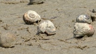 Mudflat Biodiversity