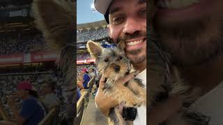 Dog Goes On Baseball Field