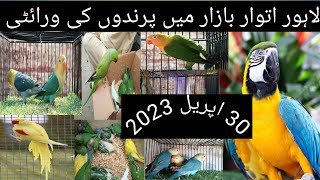 lahore sunday birds market new update price|khanbiirdsinformition|#rawparrots#